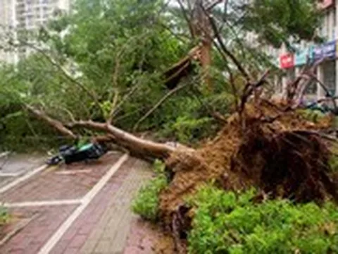 Cây đổ gây chết người: Các nước xác định trách nhiệm đơn vị quản lý ra sao?