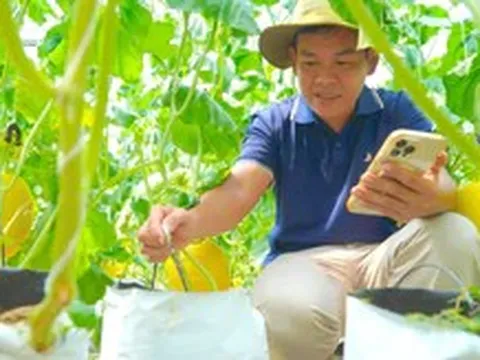 Thanh niên 9X trồng dưa lưới công nghệ cao ở Đồng Tháp, được bao tiêu toàn bộ sản phẩm