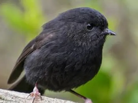 Robin đen được người dân New Zealand bình chọn 'chú chim của năm'