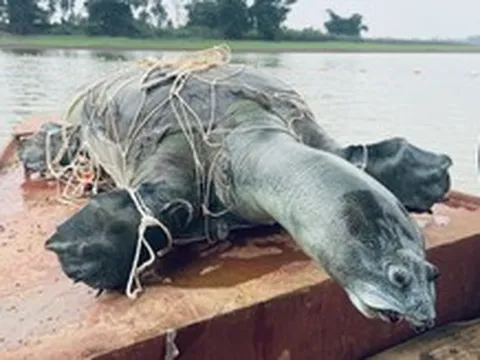 Hồ Đồng Mô còn rùa Hoàn Kiếm?