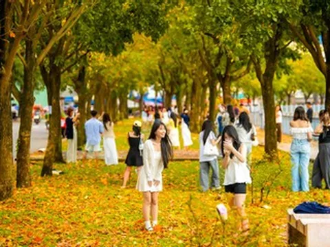 Con đường ở TPHCM phủ sắc vàng như mùa thu Hà Nội, hút giới trẻ đến check-in