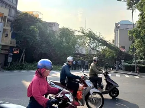 Cây si của một tòa nhà bật gốc chắn ngang đường Đinh Tiên Hoàng - Võ Thị Sáu, TP.HCM