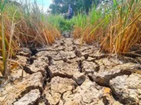 El Nino có thể vượt mốc lịch sử, 85.800ha lúa miền Tây đối mặt hạn mặn