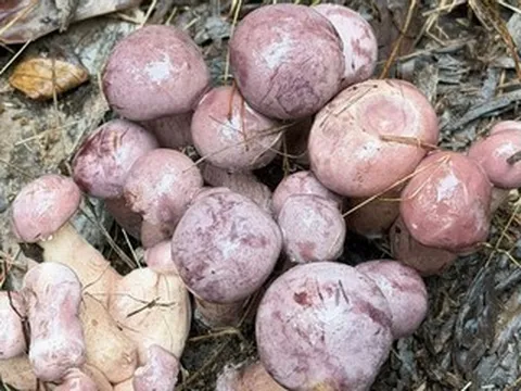Sản vật nào ở Phú Quốc không trồng vẫn mọc, biết đổi màu, có tiền cũng khó mua?