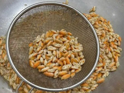 Đặc sản nào ở Phú Quốc 'chỉ lùi không tiến', nhìn giống dế nhưng vị như tôm?