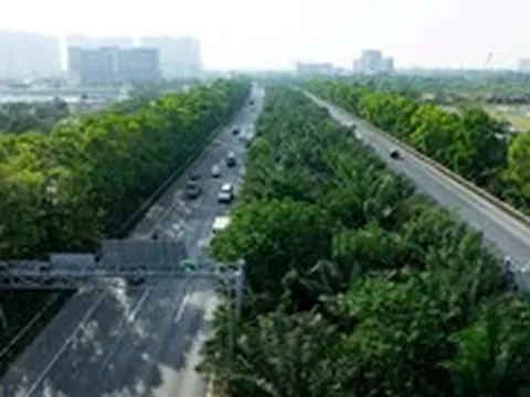 Hà Nội cấm trồng cây trứng cá, cao su, bồ kết và 15 loại cây khác tại nơi công cộng