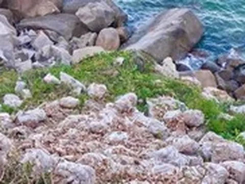 Đổ hơn 3 tấn ghẹ chết ra khu vực bãi biển, một người bị phạt hơn 16 triệu đồng