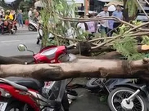 Cây phượng bật gốc, đè chết người đàn ông đứng chờ người thân ở TP.HCM