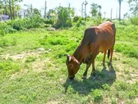 Đề xuất thuế đất bỏ hoang 0,2%: Có đủ sức chặn đầu cơ?
