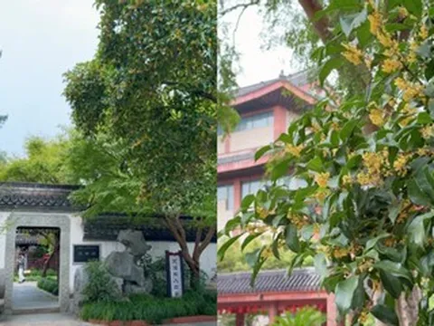 Hai cây quế 'hồi sinh' sau trận hỏa hoạn 250 năm trước, hút khách đến xem