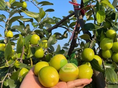 Đặc sản nào ở Hải Phòng trồng trên đất muối nhưng có vị ngọt như đường?