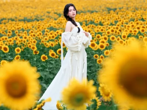 Kín 'nàng thơ' tại cánh đồng hoa hướng dương Nghệ An