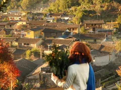Lũng Cú 'cháy phòng' đầu mùa hoa tam giác mạch