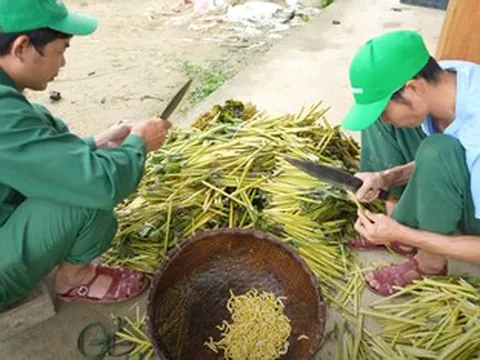 Đặc sản nào ở Tây Bắc 'không nuôi vẫn có', được ví như thần dược phòng the?