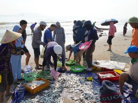 Đến Cửa Lò xem ngư dân 'dàn trận' kéo lưới rùng, đi giật lùi xúc lộc trời