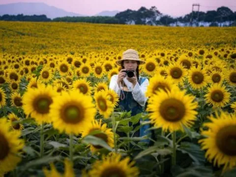 Khách Hà Nội lái xe 250km, ngắm ‘biển’ hoa hướng dương lớn nhất Việt Nam